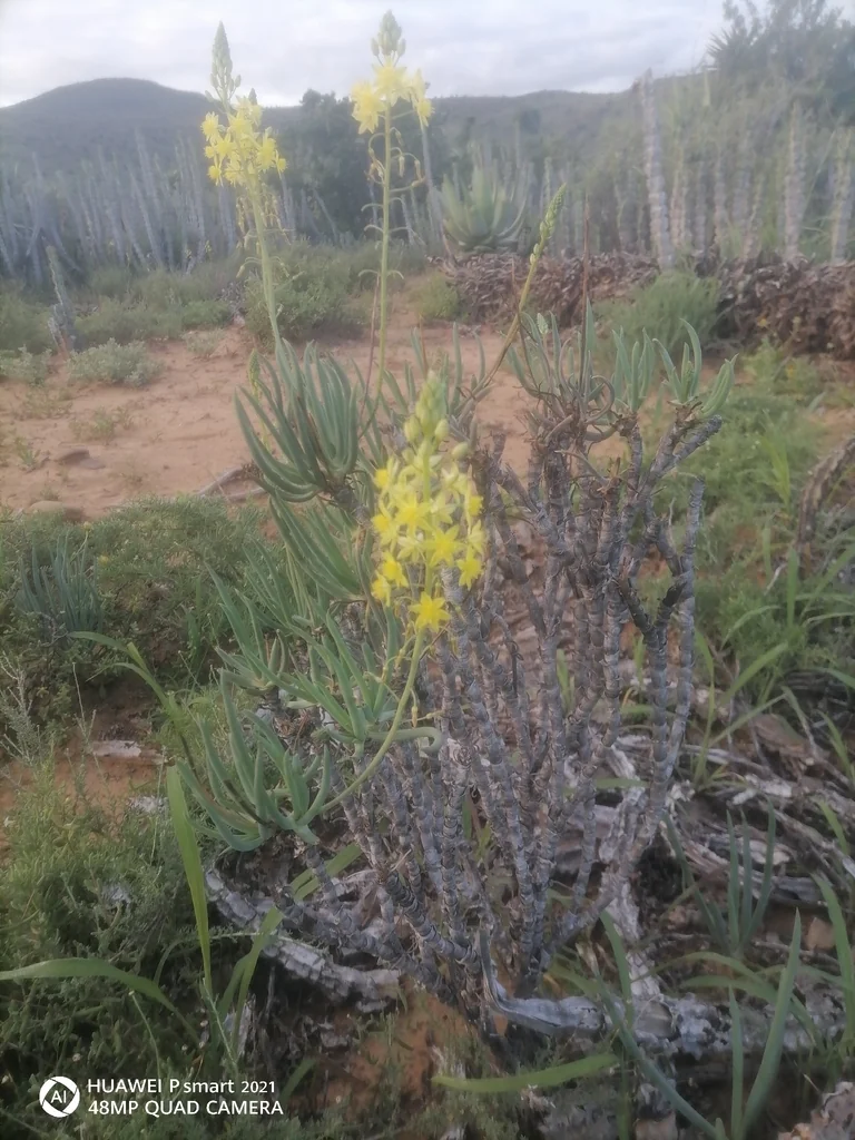 Bulbine Frutescens