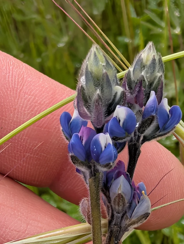 Lupinus Bicolor