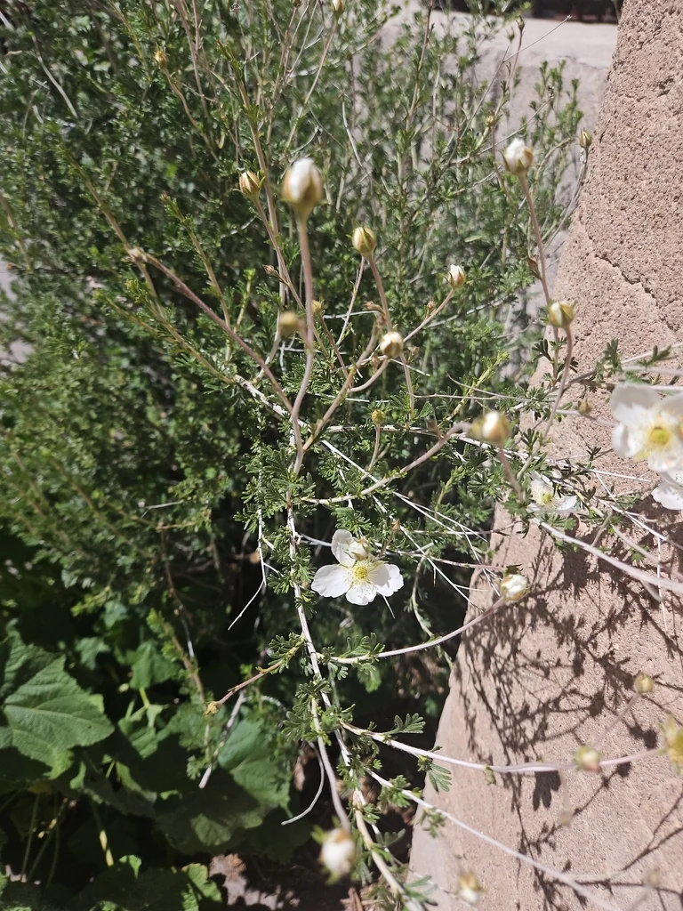 Fallugia Paradoxa