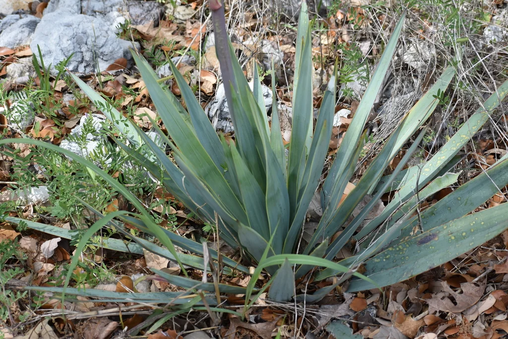 Yucca Pallida