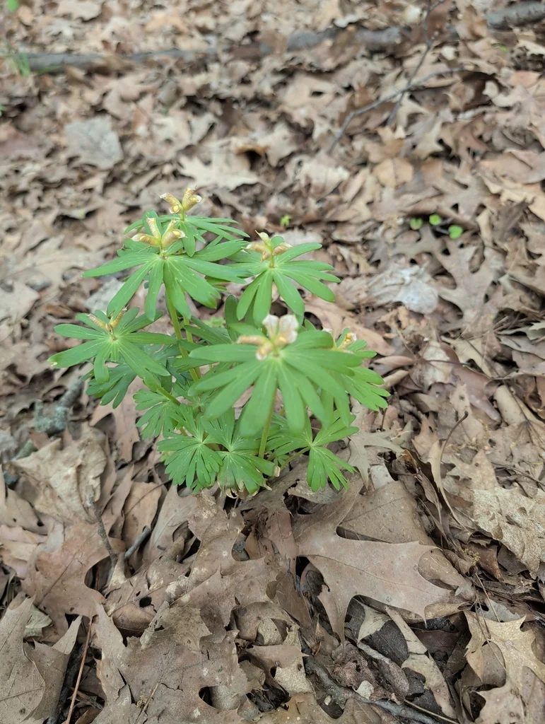 Eranthis Hyemalis