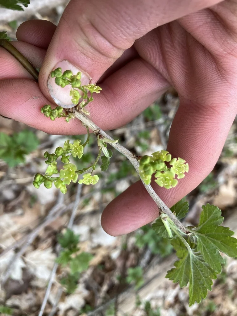 Ribes Rubrum