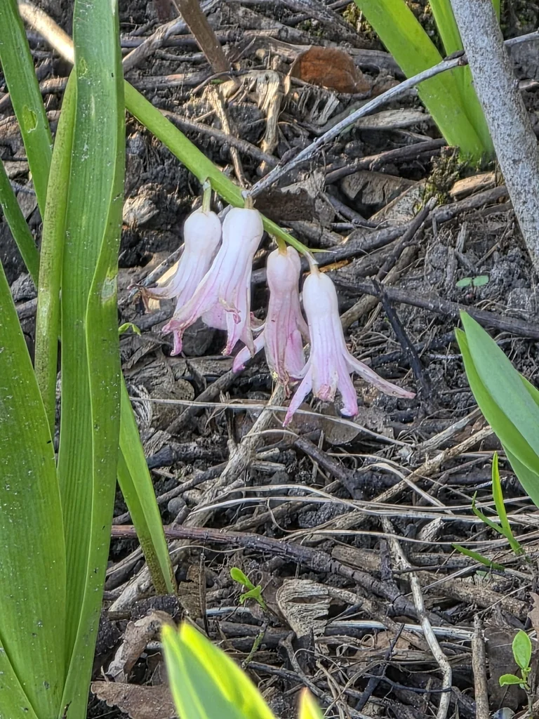 Hyacinthus Orientalis