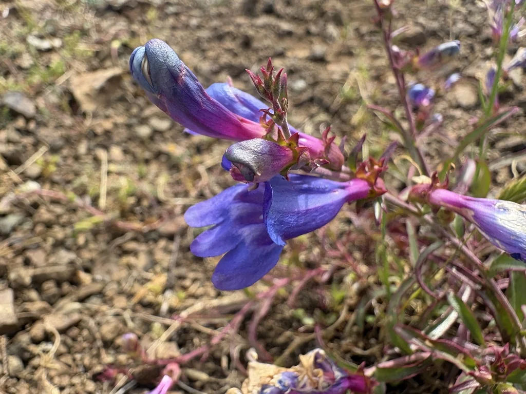 Penstemon Heterophyllus