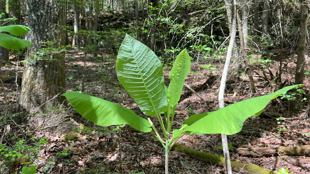 Magnolia Macrophylla