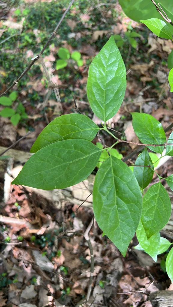 Calycanthus Floridus