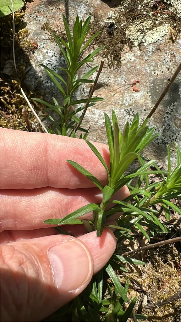 Ionactis linariifolius