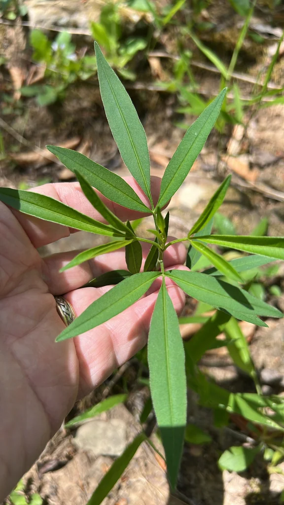 Coreopsis Tripteris