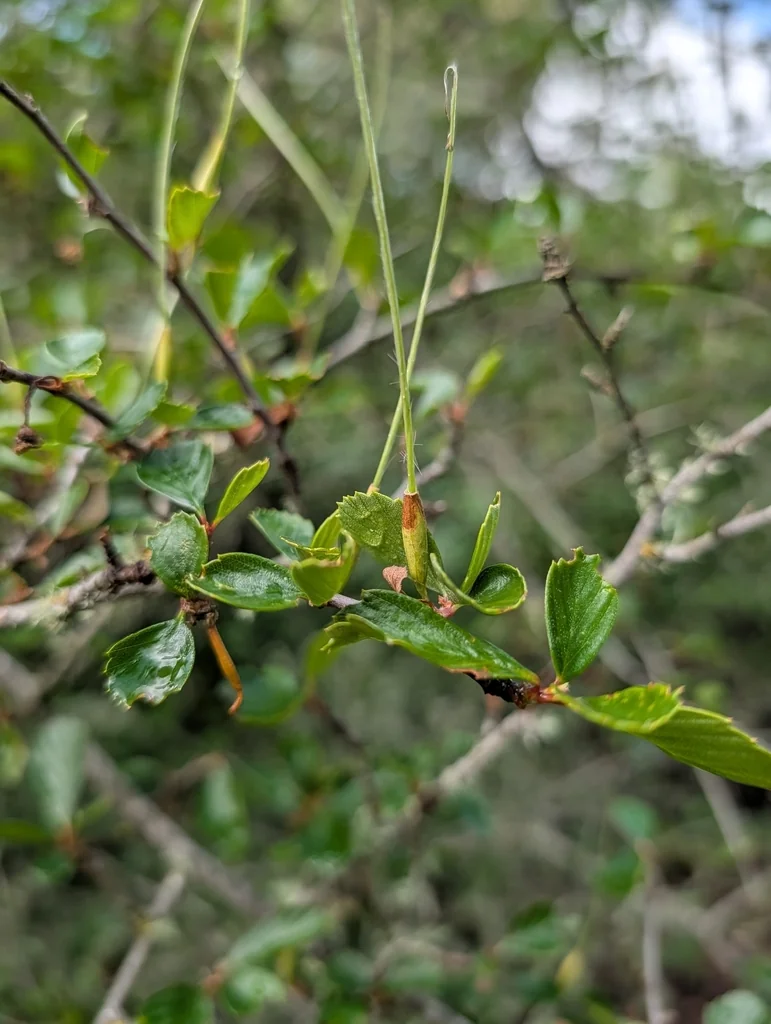 Cercocarpus Betuloides