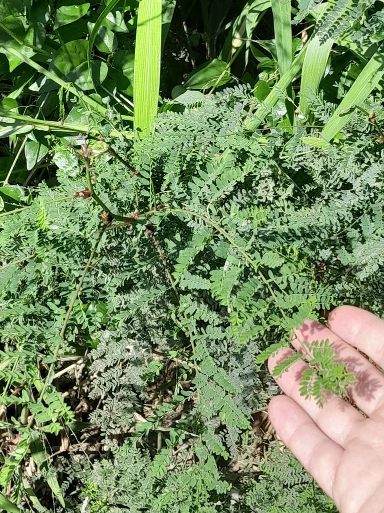 Caesalpinia Gilliesii