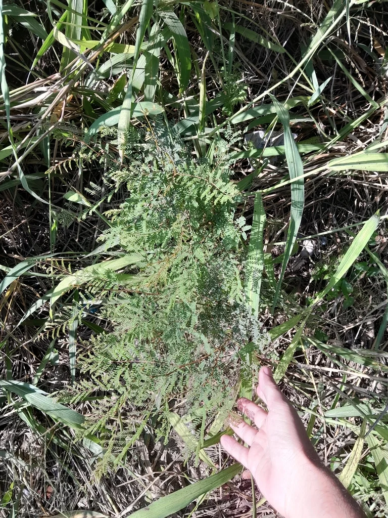 Caesalpinia Gilliesii