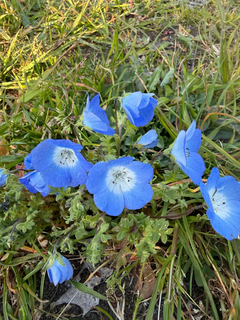 Nemophila Menziesii