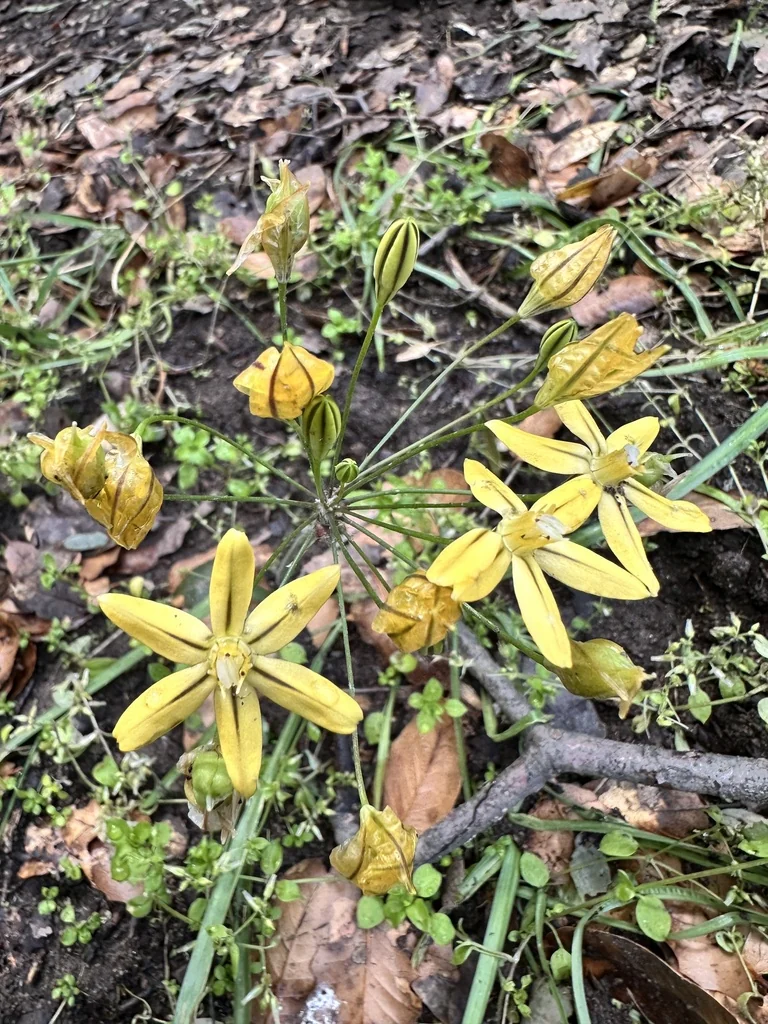 Triteleia Ixioides