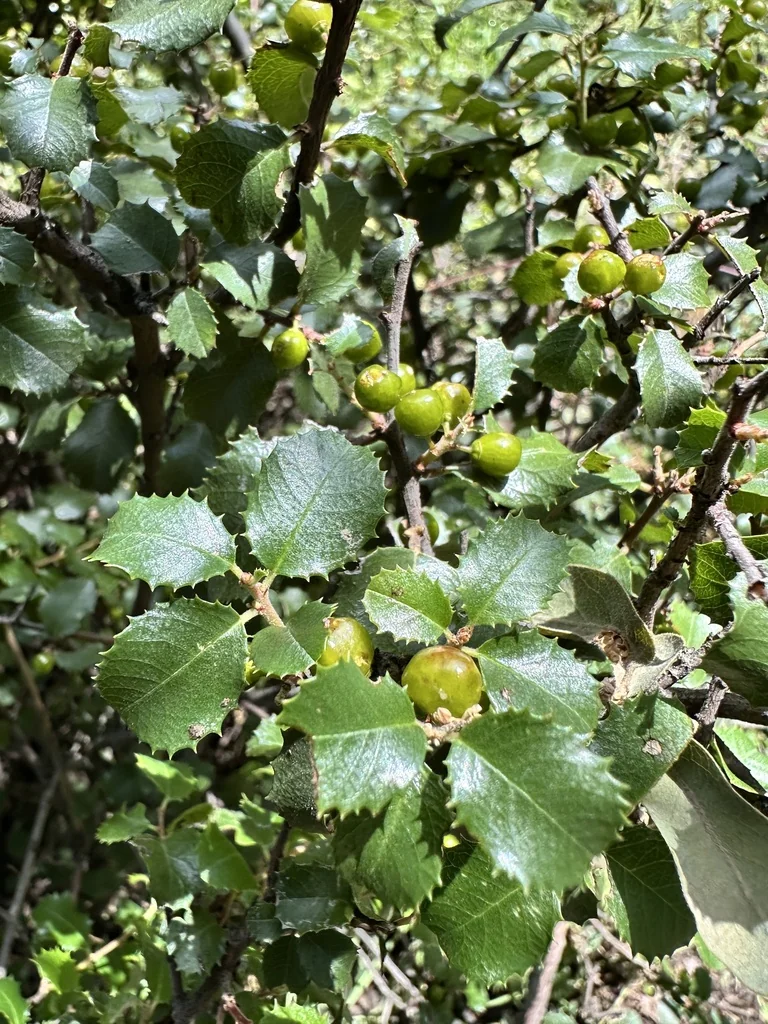 Rhamnus Ilicifolia