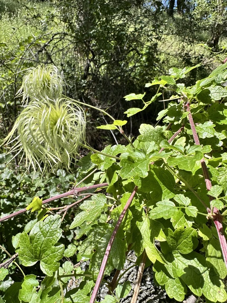 Clematis Lasiantha