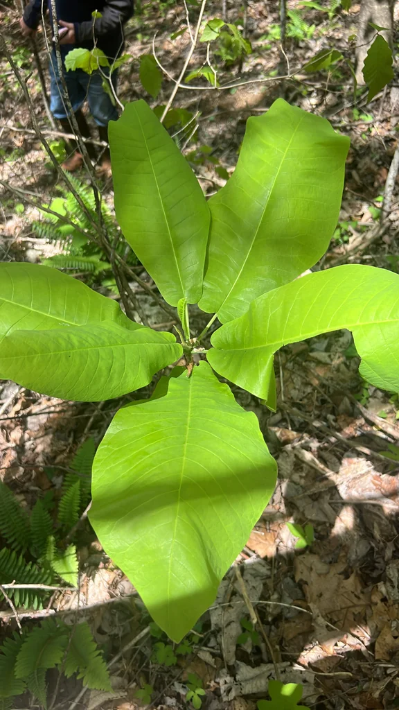 Magnolia Macrophylla