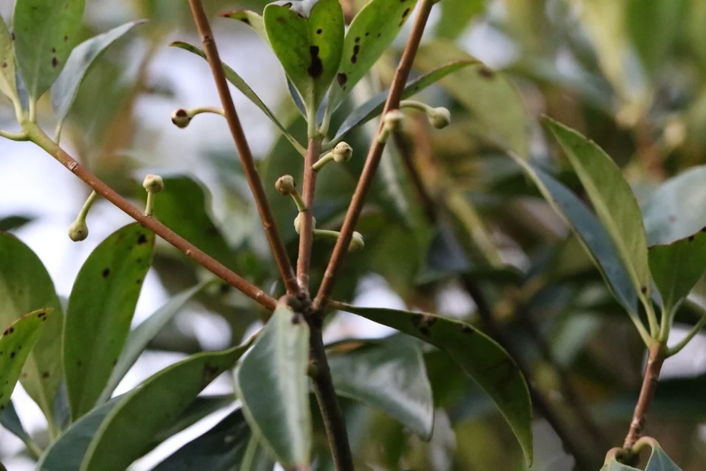 Ternstroemia Gymnanthera
