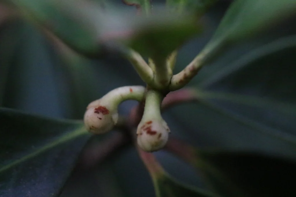 Ternstroemia Gymnanthera
