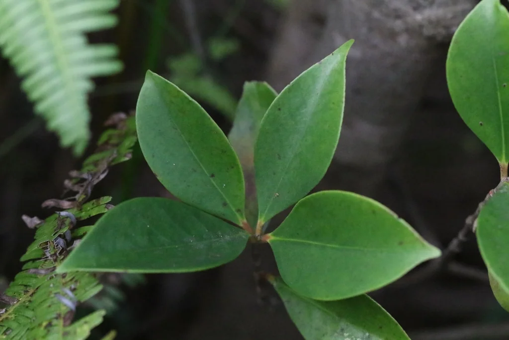 Ternstroemia Gymnanthera