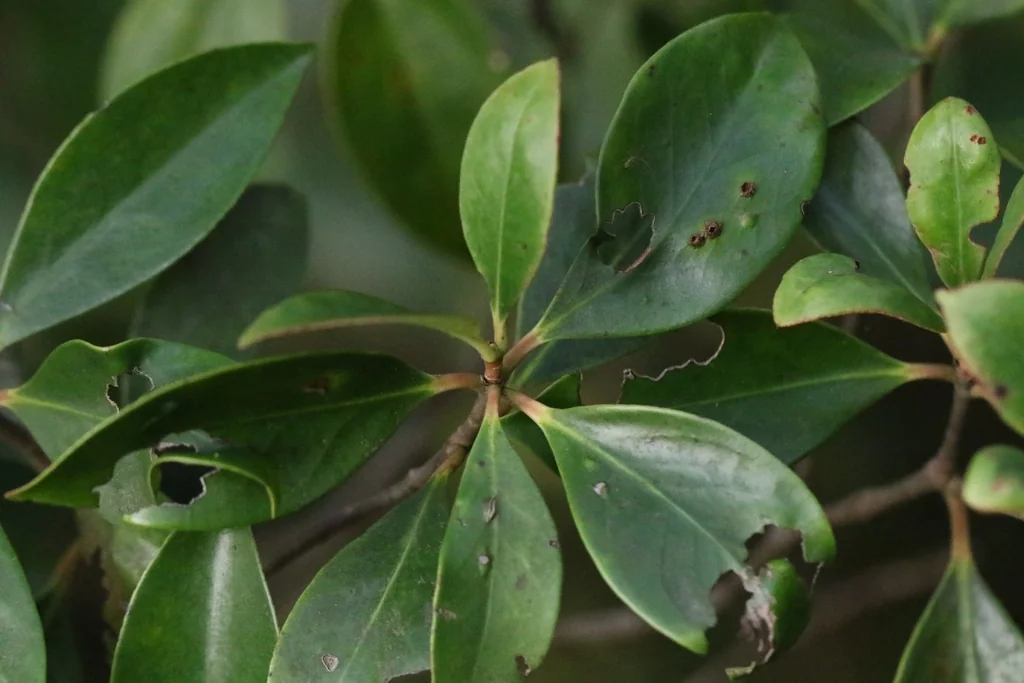 Ternstroemia Gymnanthera
