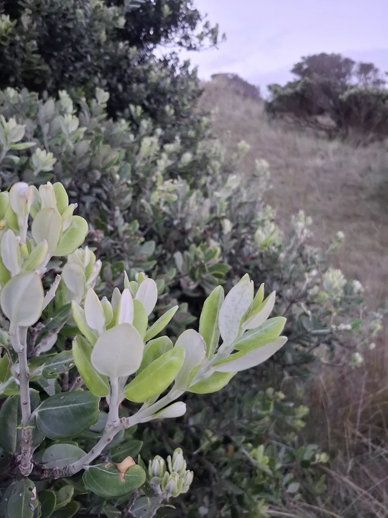 Metrosideros Excelsa