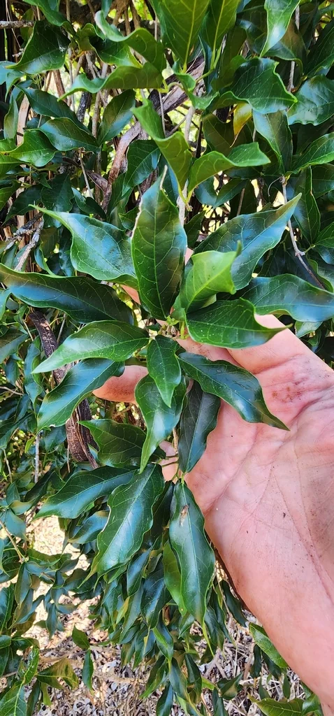 Macfadyena Unguis-Cati