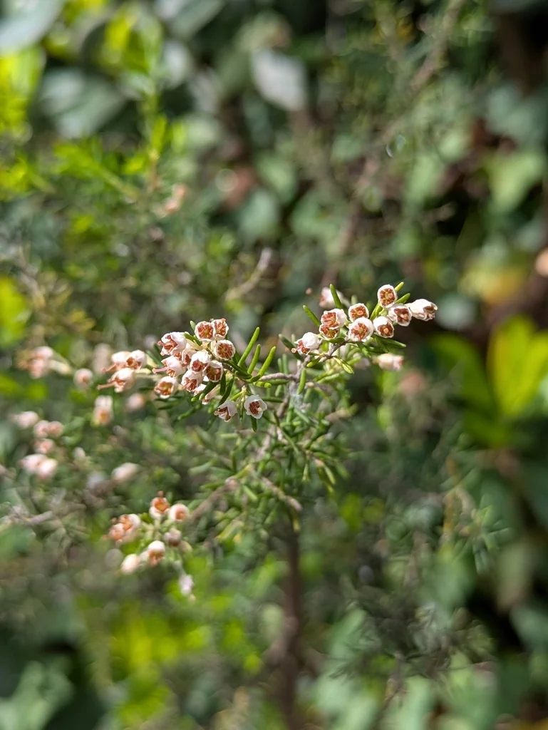 Erica Arborea