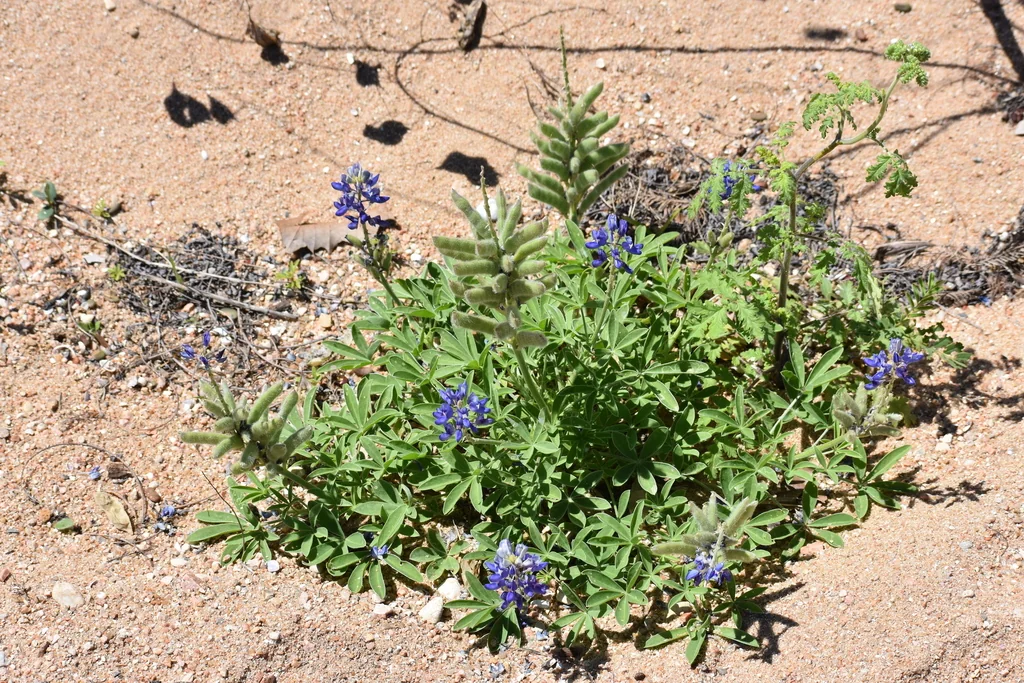 Lupinus Texensis