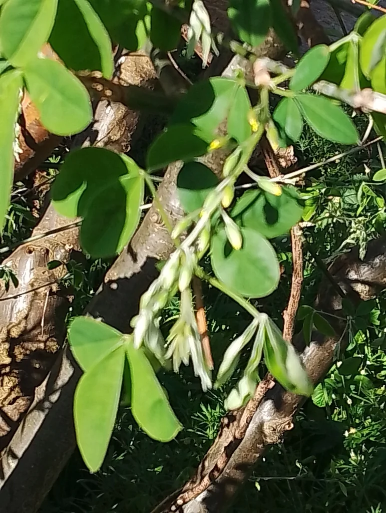 Laburnum Anagyroides