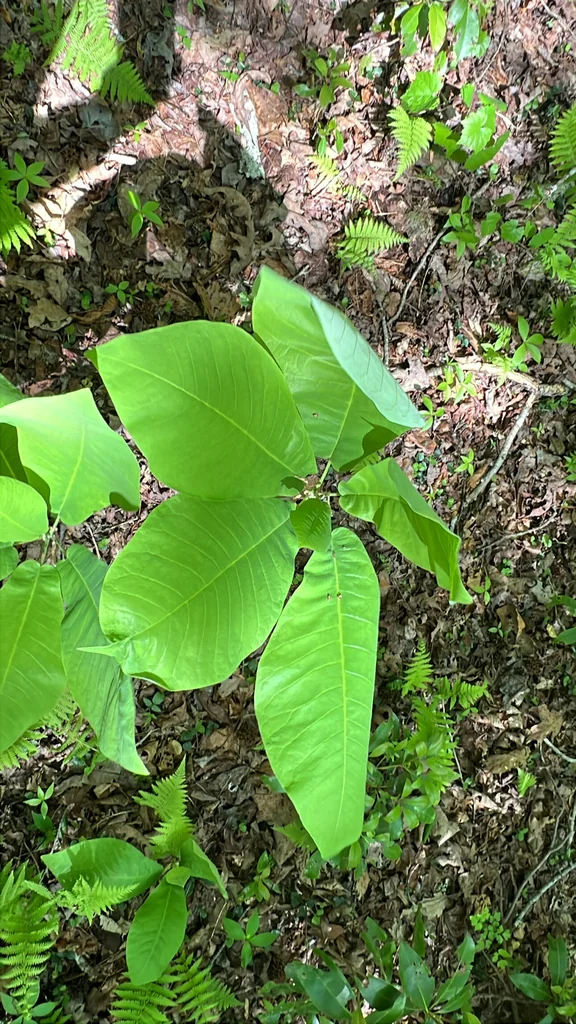Magnolia Macrophylla