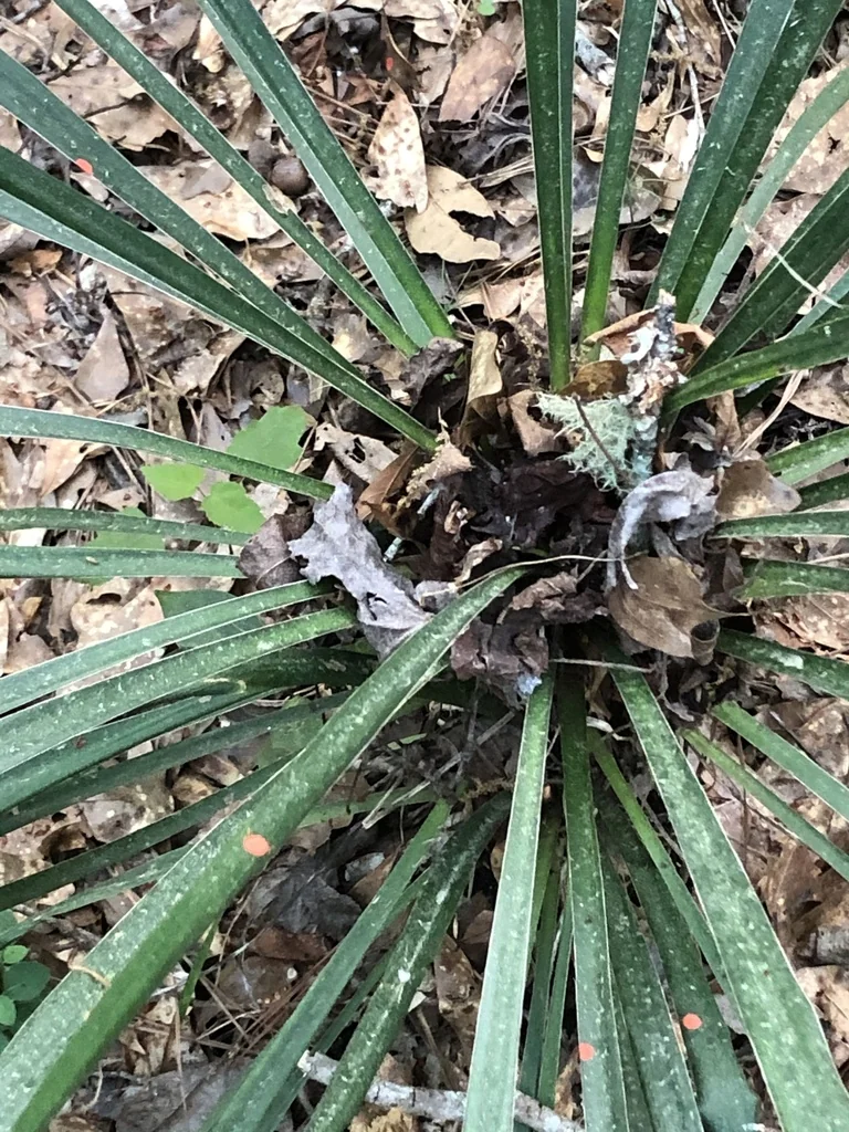 Yucca Recurvifolia
