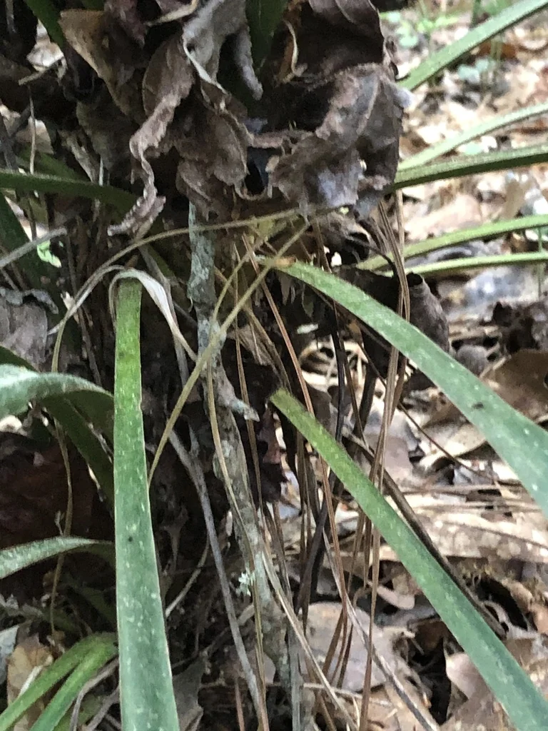 Yucca Recurvifolia
