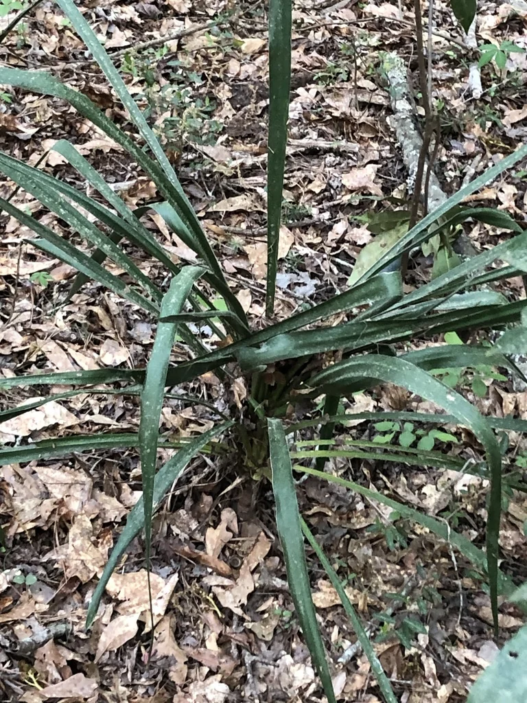Yucca Recurvifolia