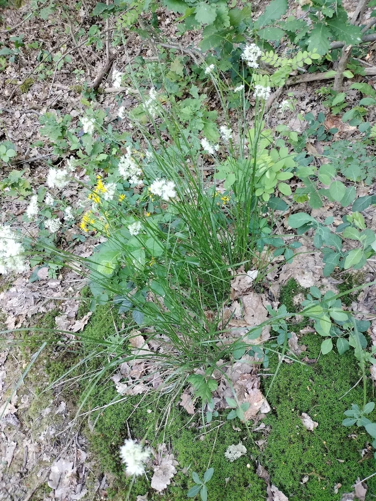 Luzula Nivea