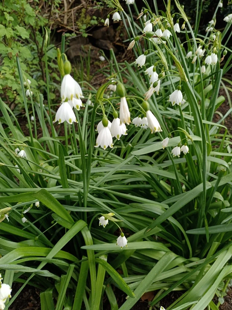Leucojum Aestivum