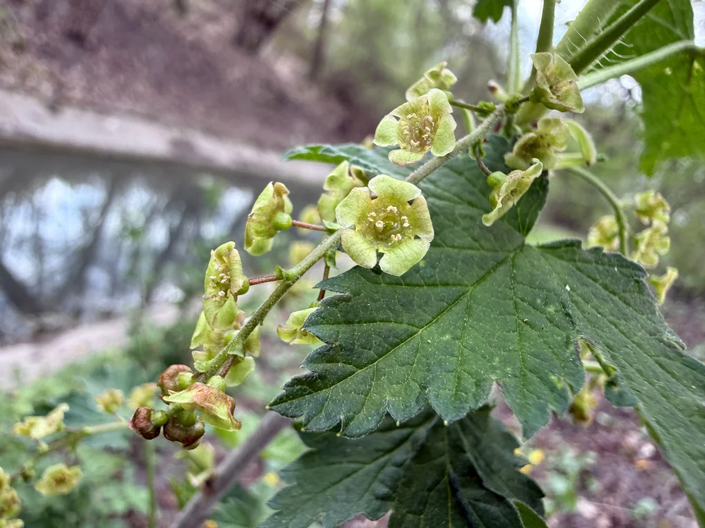 Ribes Rubrum