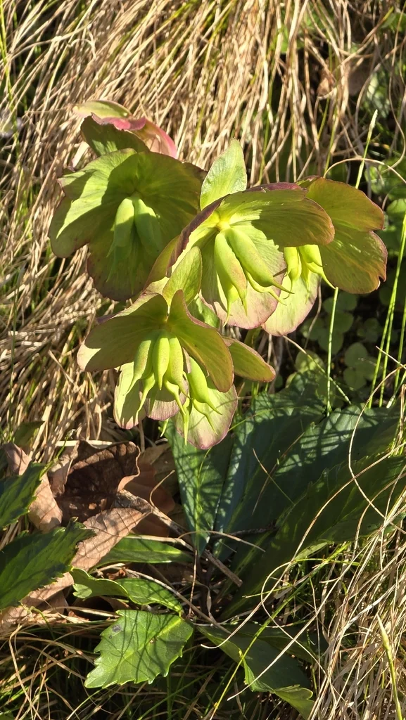 Helleborus Niger