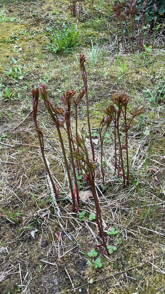 Paeonia Lactiflora