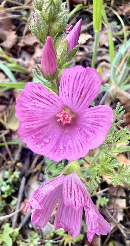 Sidalcea Malviflora