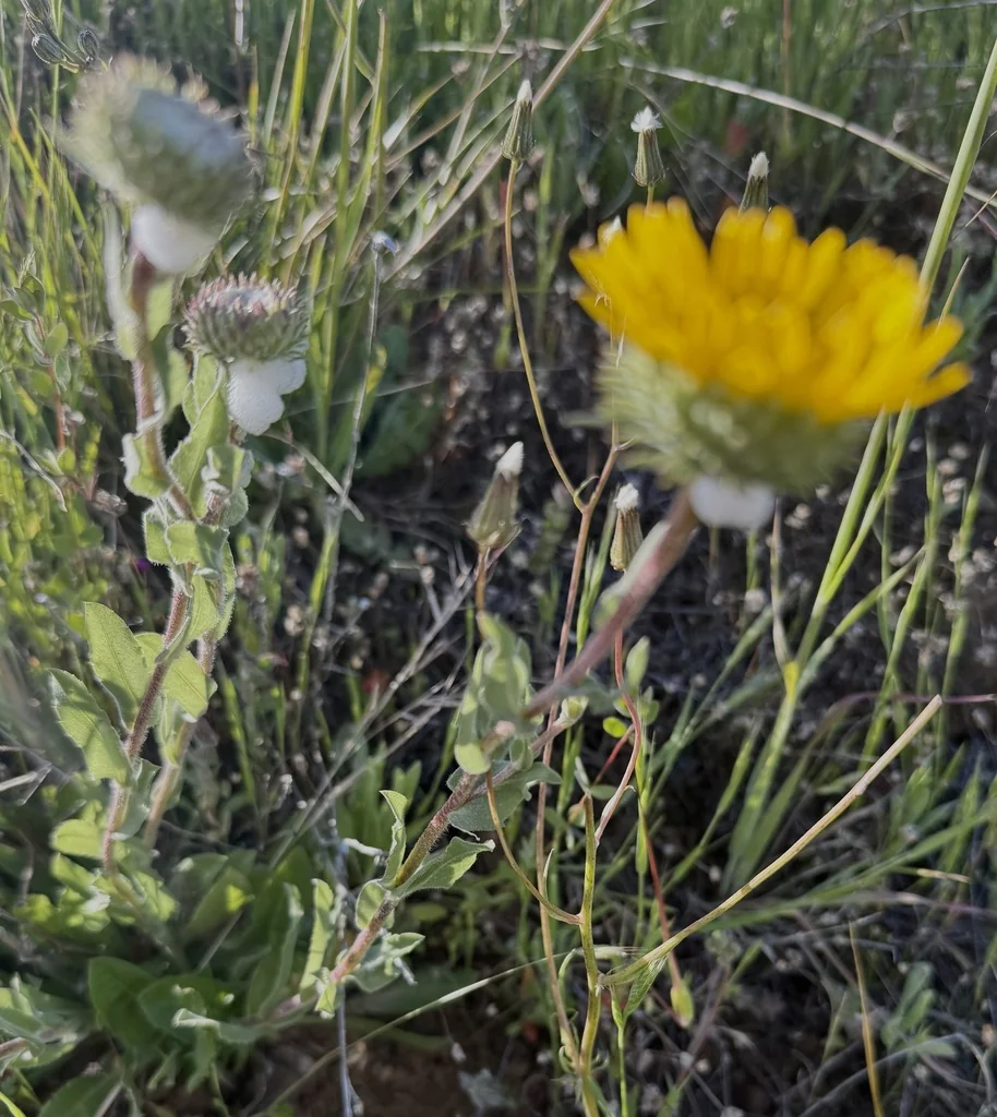 Grindelia Hirsutula