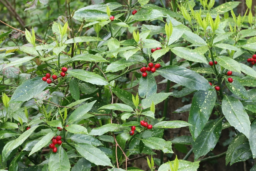 Aucuba Japonica