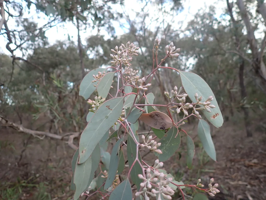 Eucalyptus Polyanthemos
