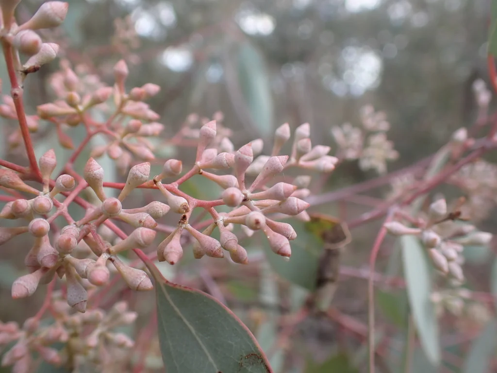 Eucalyptus Polyanthemos