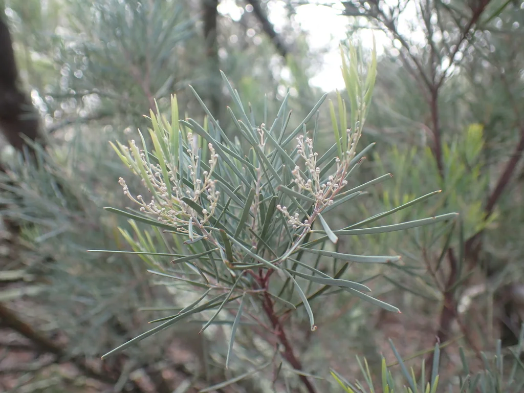 Acacia Boormanii