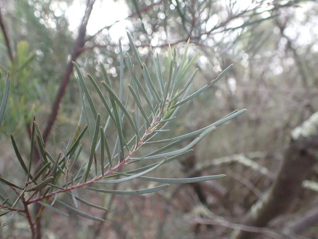 Acacia Boormanii