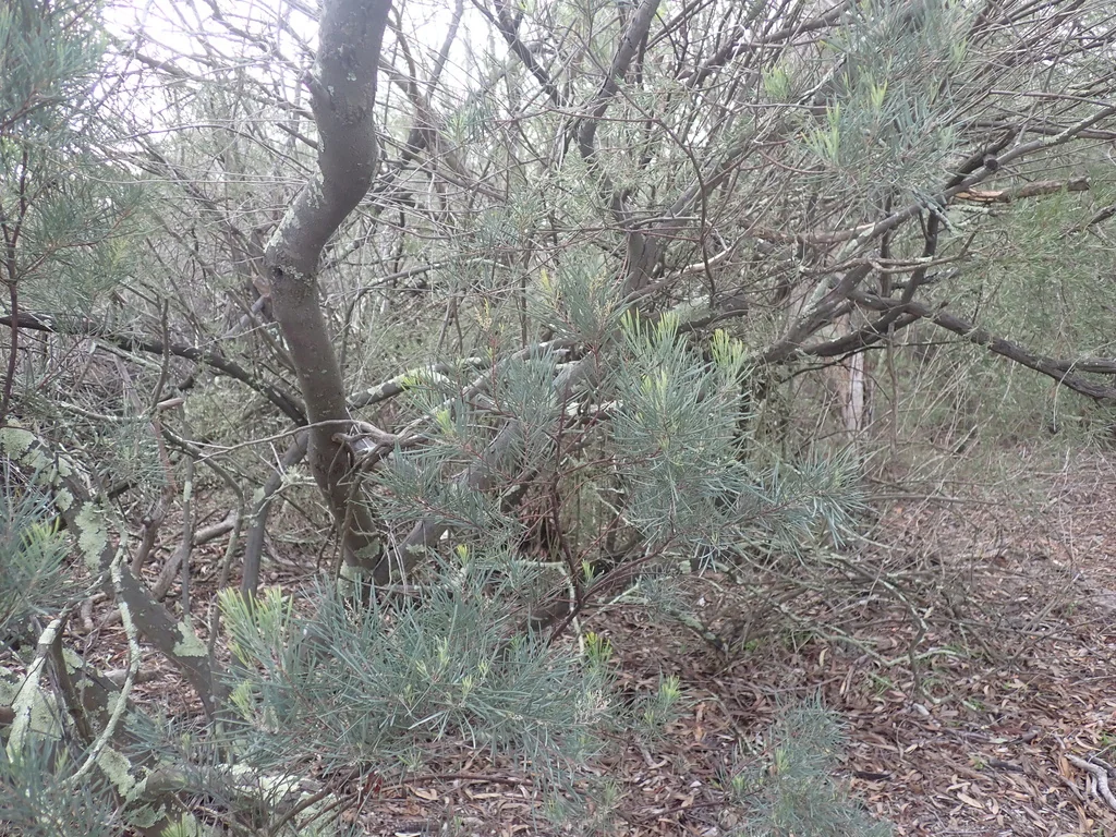 Acacia Boormanii