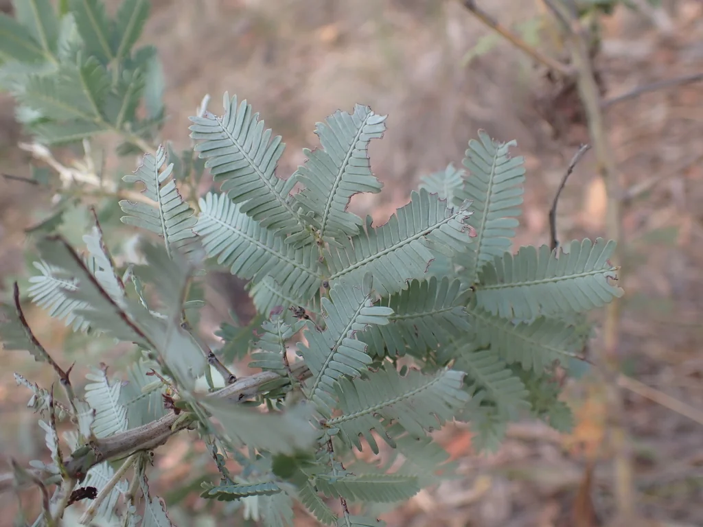 Acacia Baileyana
