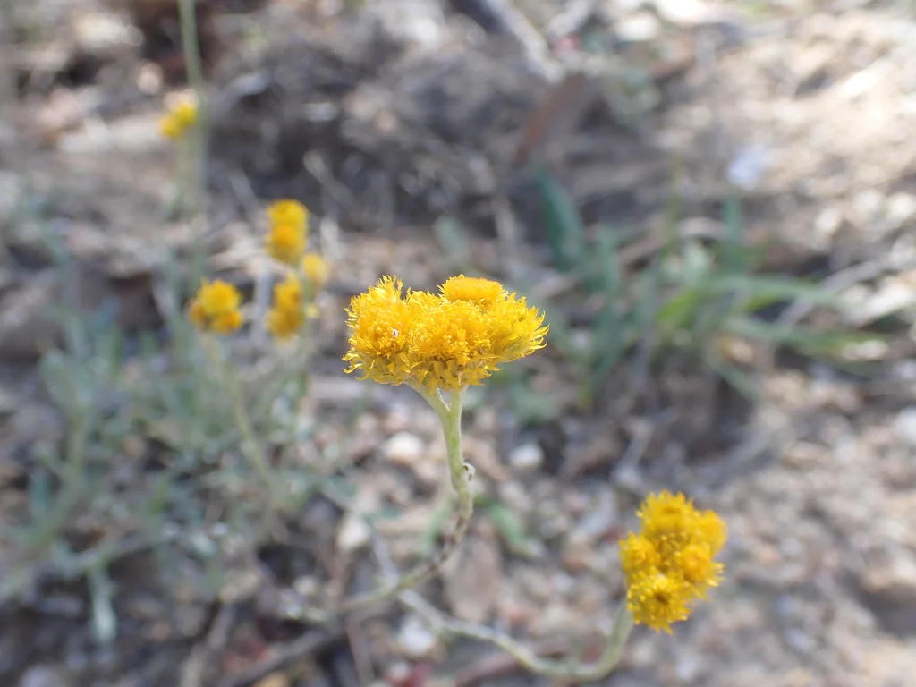 Chrysocephalum apiculatum