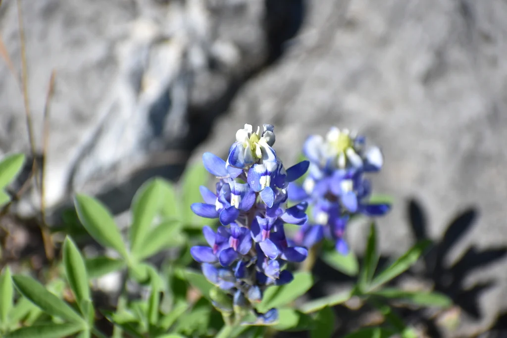 Lupinus Texensis