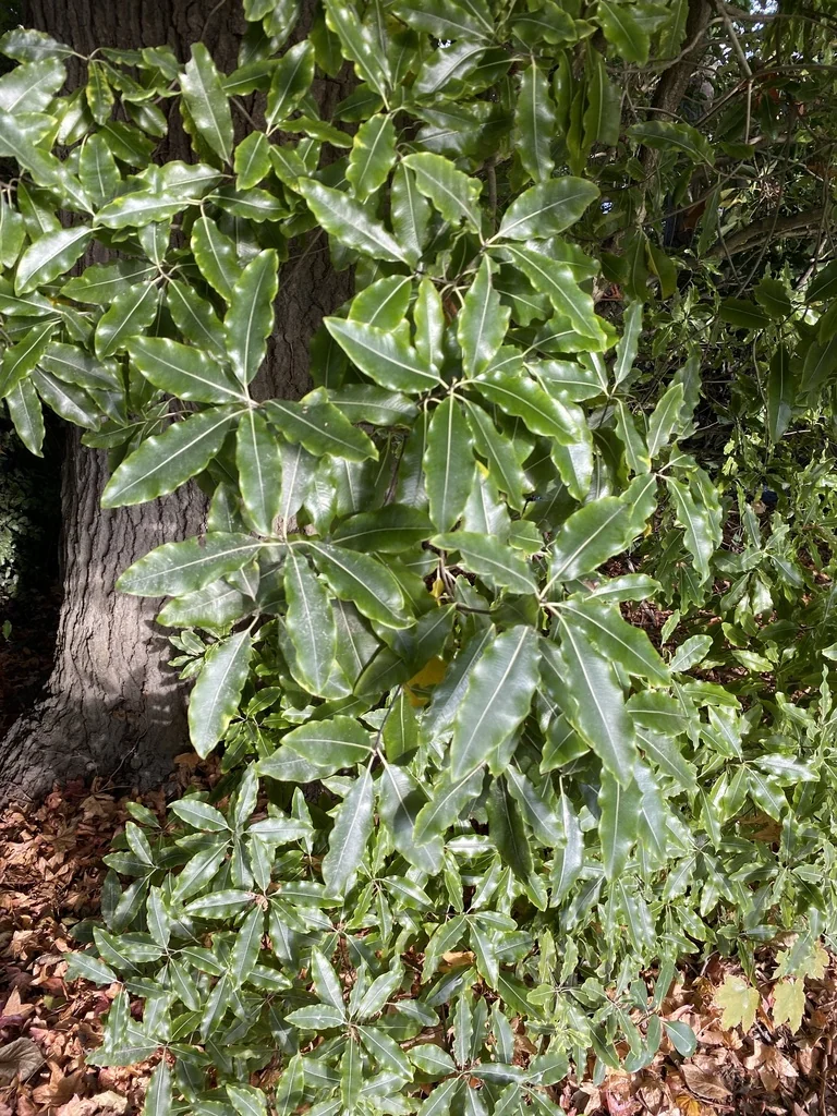 Pittosporum Eugenioides